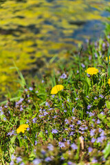 Fototapeta premium Close-up of spring flowers on the lake shore