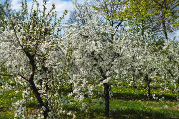Trees growing in a row in an orchard covered with white flowers