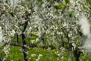 Fototapeta premium Trees growing in a row in an orchard covered with white flowers