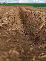 Agricultural landscape with ridges in a field where potatoes were planted