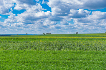 Spring landscape showing green fields at the beginning of spring with cumulus clouds