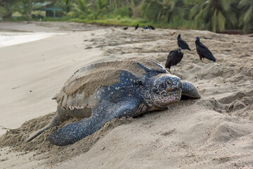A leatherback Turtle climbing up a sandy beach in northern Trinidad to lay egg, and with a...