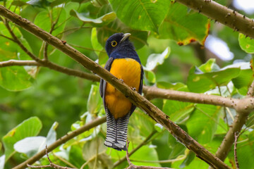 A colorful male Guianan Trogon perched on a small branch in the forest canopy in northern Trinidad