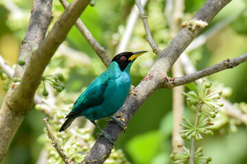 Obraz premium A colorful male Green Honeycreeper perched in dappled sunlight in the forest of northern Trinidad