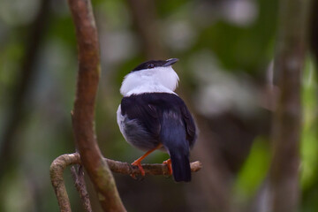 A rearview of a White-bearded Manakin in the understory of the forest in northern Trinidad
