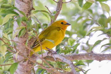 A male Saffron Finch sitting amongst leafy vegetation in Trinidad