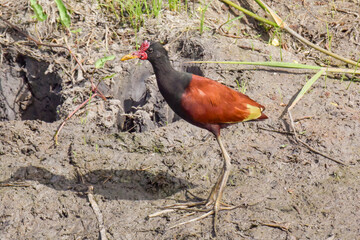 A Wattled Jacana standing on a muddy river bank and showing its very long toes