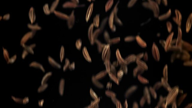 Cumin seeds fall down. Filmed on a high-speed camera at 1000 fps. High quality FullHD footage