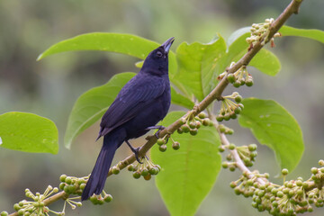 An adult male White-lined Tanager sitting on a narrow branch with abundant green fruit berries