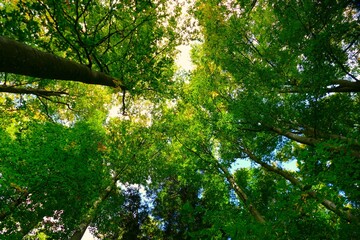 Fototapeta premium Big green trees high in the sky in a forest nature background