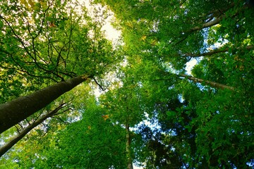Big green trees high in the sky in a forest nature background