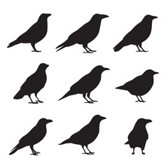 Vector silhouette set of crow on white background