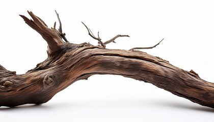 Fototapeta premium dead tree branch isolated on white background