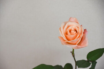 コーラルピンクのばら