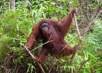 Orangutan