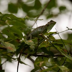 Gonocephalus chamaeleontinus, blue eyes devil
