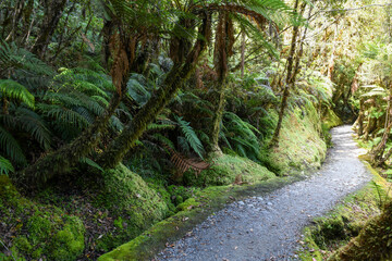 Nature of the walk at Lake Matheson in New Zealand