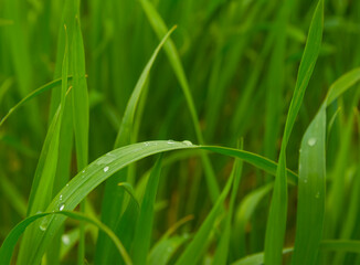 closeup grrrn grass sprouts in field, summer agricultural field background