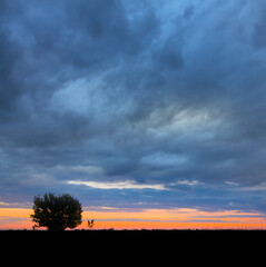 Fototapeta premium tree silhouette among prairie under dense dramatic cloudy sky
