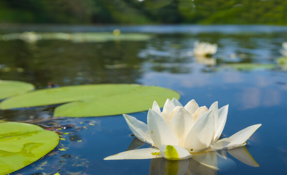 closeup white water lilies floating on a lake, summer outdoor water flowers scene - Powered by Adobe