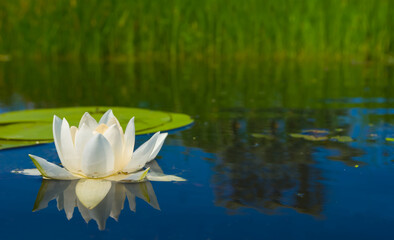 closeup white water lilies floating on a lake, summer outdoor water flowers scene