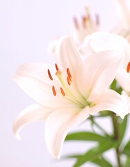 Obraz premium beautiful lilies in a vase, beautiful close up of flowers, shallow depth of field 