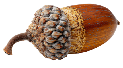 a close up of a nut on a white surface