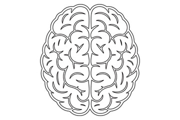 Detailed Line Drawing of a Human Brain
