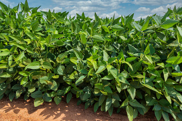 Agricultural soy plantation on sunny day - Green growing soybeans plant against sunlight