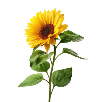 Yellow Sunflower With Green Le  isolated on a transparent background