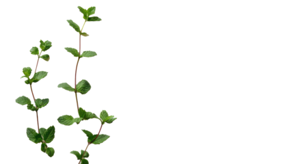 Fresh green mint leaves scattered on a transparent background, top view