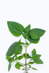 Bandotan or wedusan (Ageratum conyzoides) white background