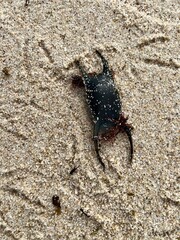 The egg capsule, mermaid's purse, of a big skate on the damp wet sand on the beach, the Portuguese coast of the Atlantic Ocean.  Breeding season