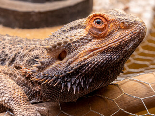 Close up in a bearded dragon (Pogona sp)