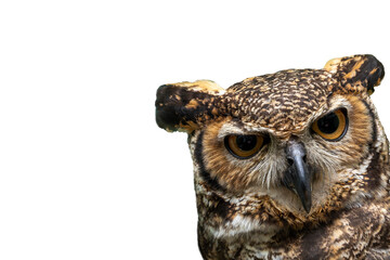 A close-up of a Great Horned Owl (Bubo virginianus) in white background