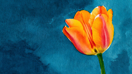 Beautiful yellow tulips on a blue background. Watercolor illustration.