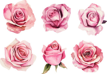 Floral Watercolor Pink Rose