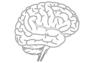 Detailed Line Drawing of a Human Brain
