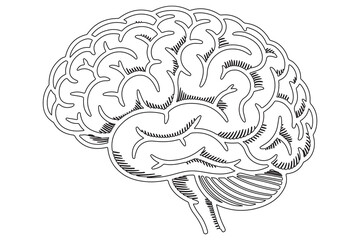 Detailed Line Drawing of a Human Brain
