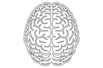 Detailed Line Drawing of a Human Brain
