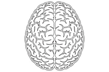 Detailed Line Drawing of a Human Brain

