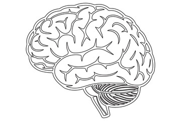 Detailed Line Drawing of a Human Brain
