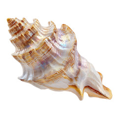 Obraz premium Long Twisted Auger Shell In Pearlescent isolated on a transparent background