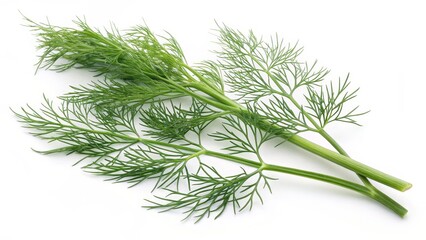 Fresh Dill Sprigs Close-up Photography of Culinary Herb, White Background, Food Styling, Dill, Herbs ,culinary herb,food photography