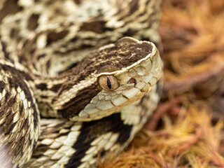 Jararaca Snake (Bothrops Jararaca) . Poisonous brazilian snake.