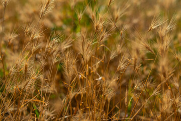 Dry yellow grass with sharp seed heads in a summer field under bright sunlight.

