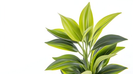 Fototapeta premium Lush green foliage with elongated, pointed leaves, exhibiting variations in shades of green, creating a vibrant and lively display against a stark white backdrop
