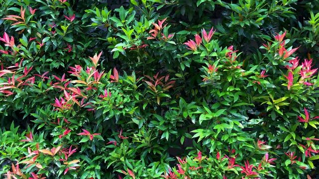 Vibrant Green and Red Foliage: A Lush Hedge of Syzygium