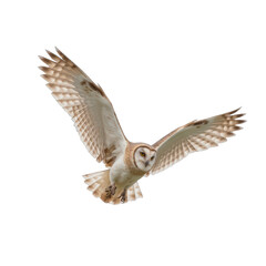 Majestic owl soaring gracefully, large wings spread wide, showcasing detailed feather patterns, conveying freedom and wisdom. Isolated on white background or PNG