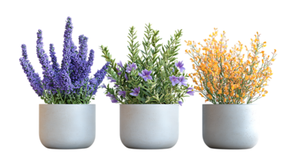 Set of Three Potted Plants Against Transparent Background